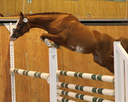 Bestes Pony der Prüfung war Distel v. Denver / Decoration AA, das Hans-Hermann Roewer (Karow) gezogen hat.
